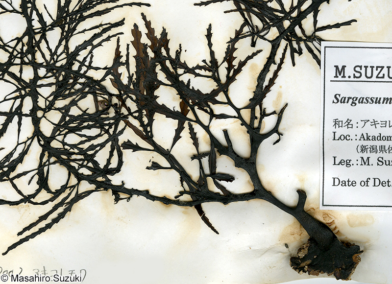 アキヨレモクの付着器と体下部の葉