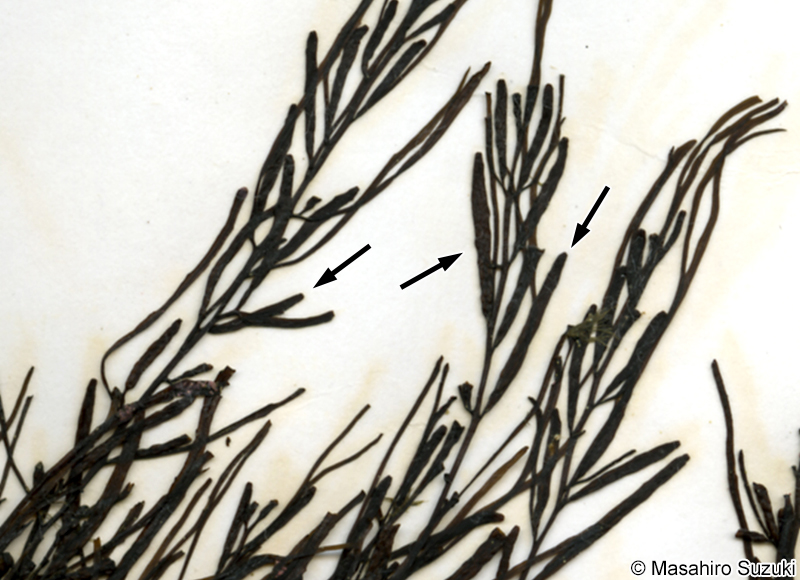 アキヨレモクの雄の生殖器床