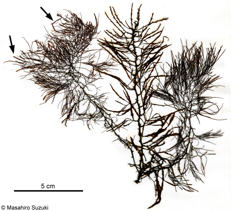 アキヨレモク Sargassum autumnale