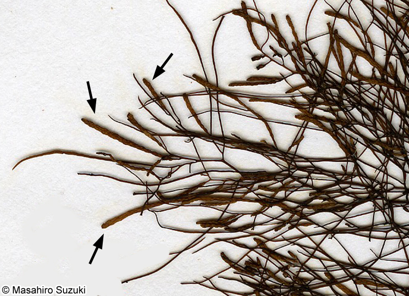 アキヨレモクの雄の生殖器床