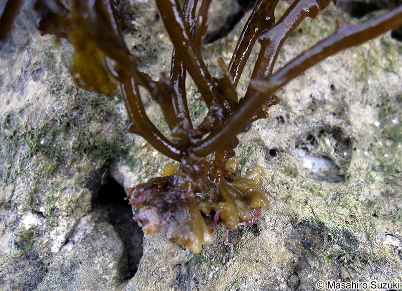 ヒイラギモク Sargassum ilicifolium