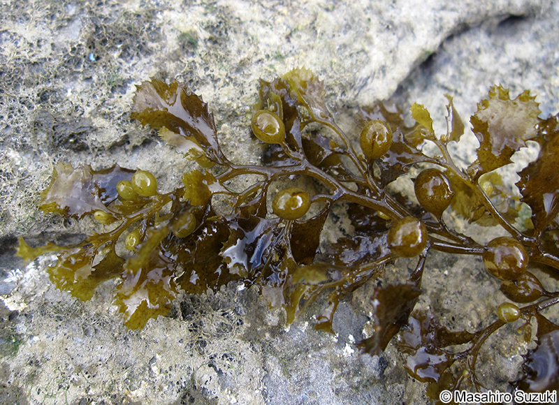 ヒイラギモク Sargassum ilicifolium