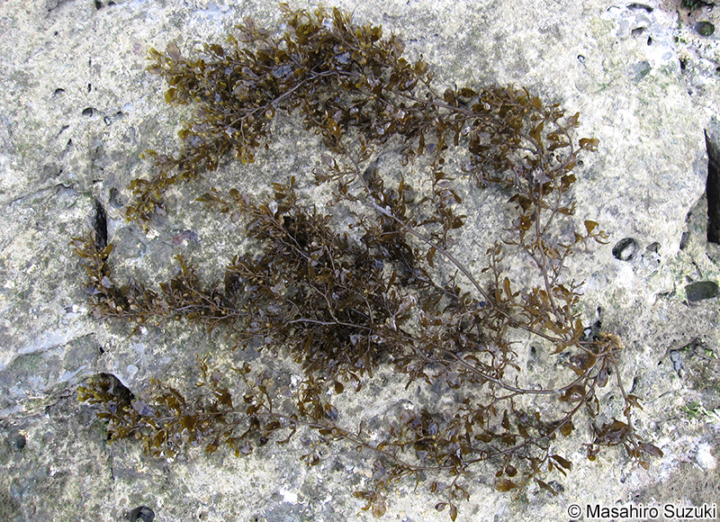 ヒイラギモク Sargassum ilicifolium