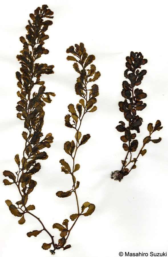 ヒイラギモク Sargassum ilicifolium