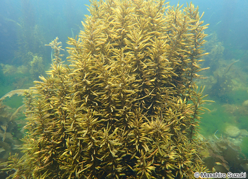 ヒジキ Sargassum fusiforme