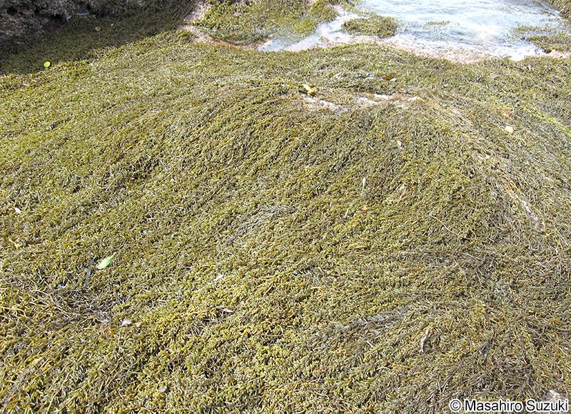 ヒジキ Sargassum fusiforme
