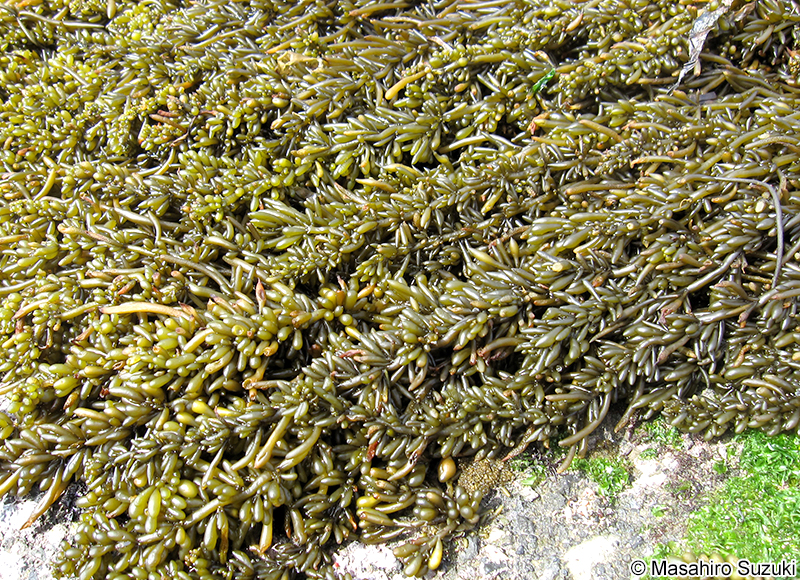 ヒジキ Sargassum fusiforme