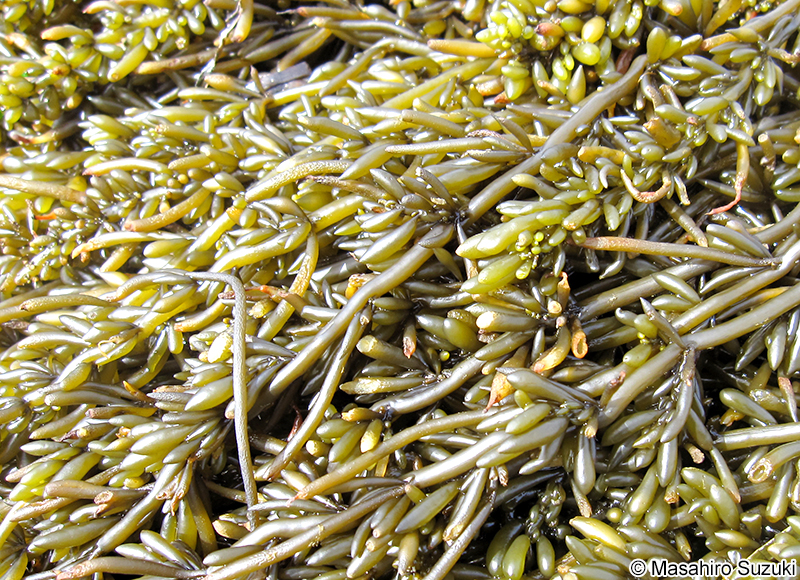 ヒジキ Sargassum fusiforme
