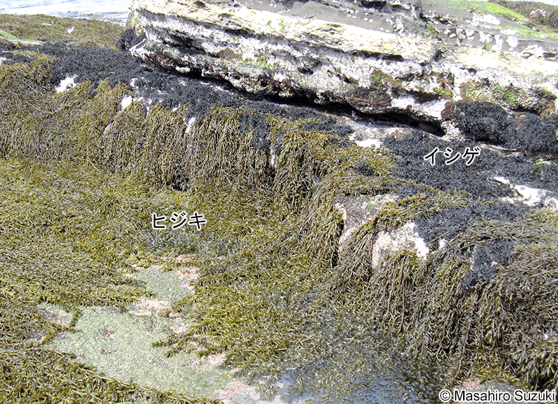 ヒジキ Sargassum fusiforme