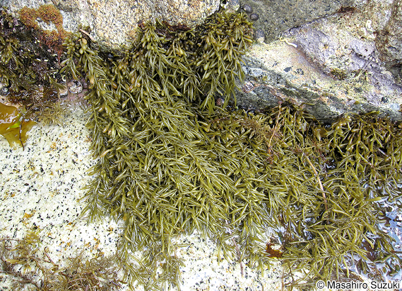 フクロヒジキ Turbinaria fusiformis f. clavigera