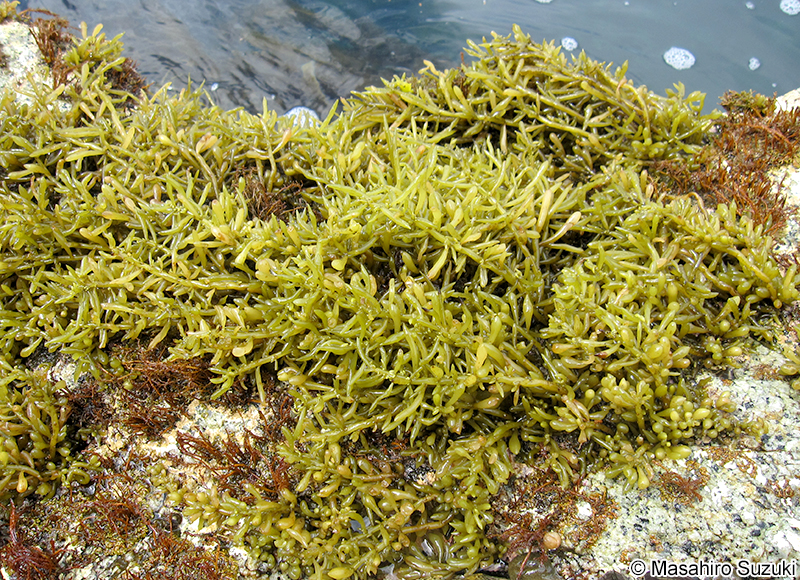 フクロヒジキ Turbinaria fusiformis f. clavigera