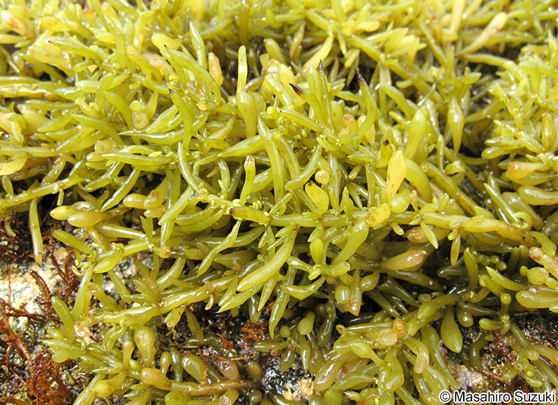 フクロヒジキ Turbinaria fusiformis f. clavigera