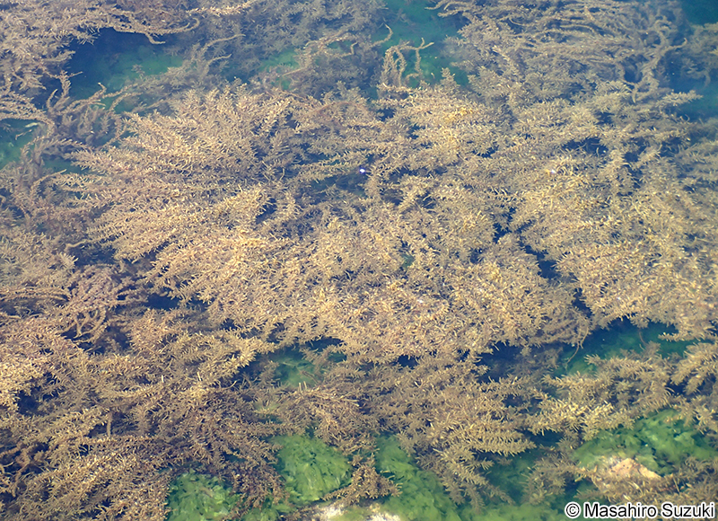 ヒジキ Sargassum fusiforme