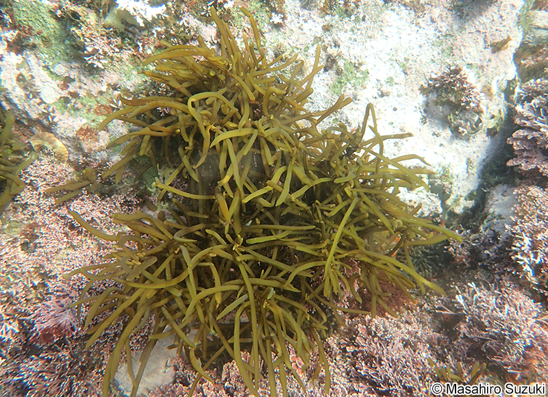 ヒジキ Sargassum fusiforme