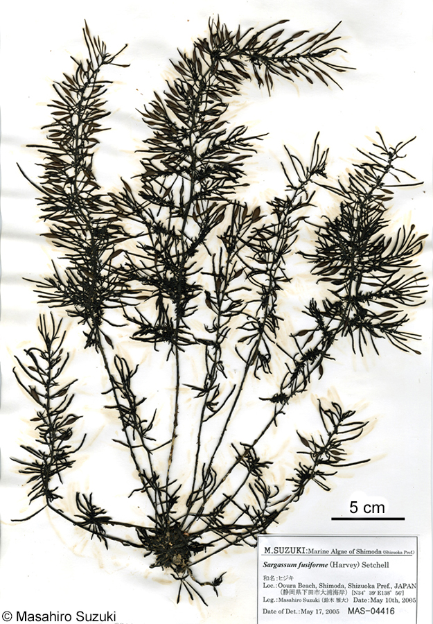 ヒジキ Sargassum fusiforme