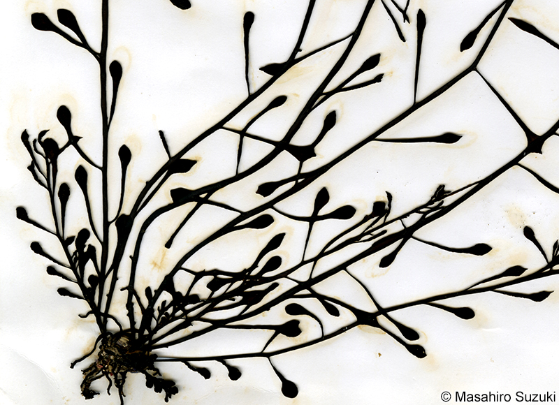 フクロヒジキ Turbinaria fusiformis f. clavigera