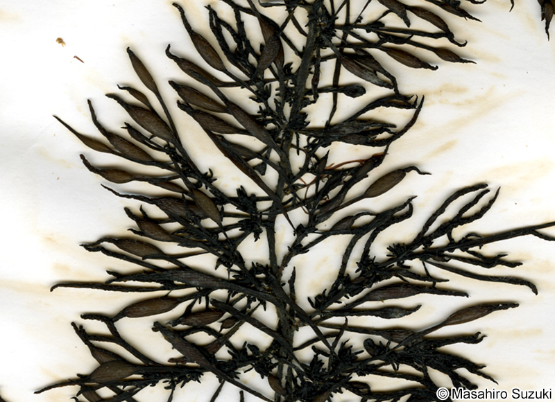 ヒジキの葉と気胞