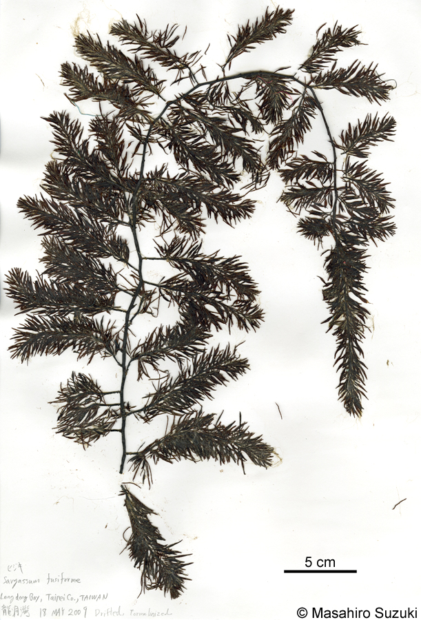 台湾東北部のヒジキ