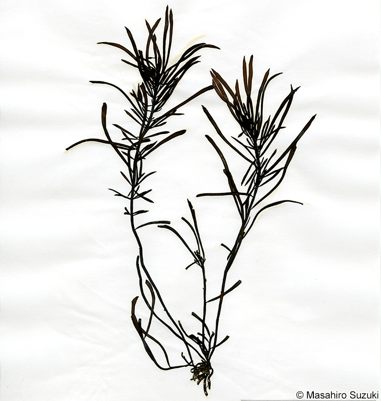 佐渡島のヒジキ