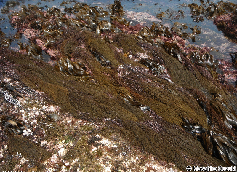 イソモク Sargassum hemiphyllum