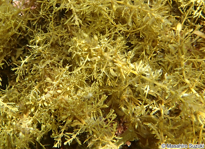イソモク Sargassum hemiphyllum