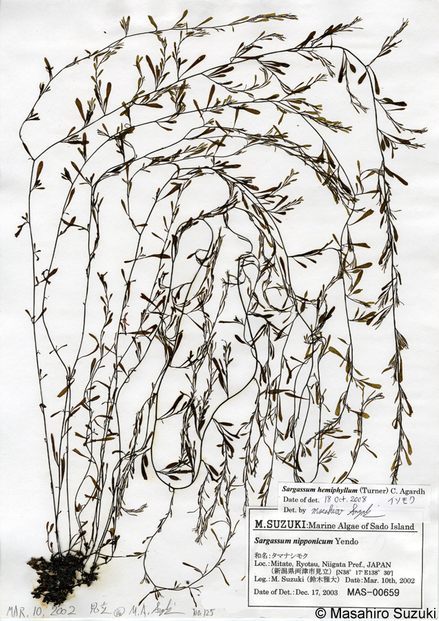 イソモク Sargassum hemiphyllum