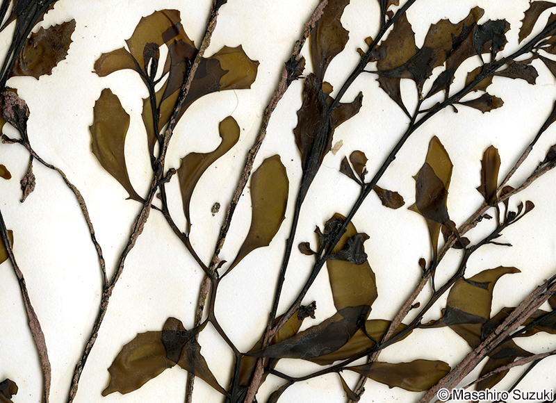 イソモク Sargassum hemiphyllum