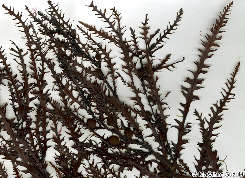 ノコギリモク Sargassum macrocarpum