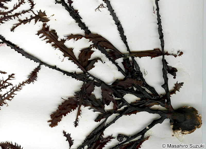 ノコギリモク Sargassum macrocarpum