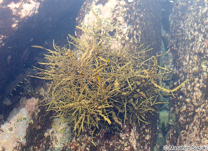 ノコギリモク Sargassum macrocarpum
