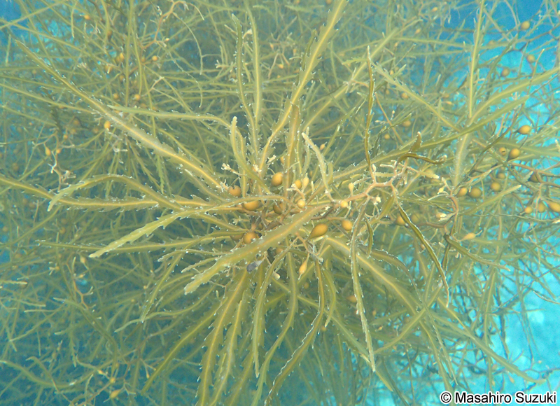 ノコギリモク Sargassum macrocarpum