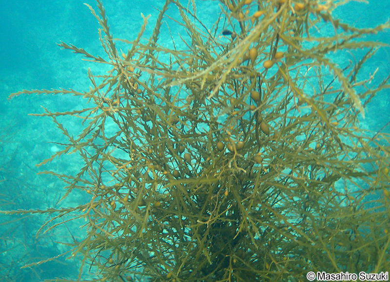 ノコギリモク Sargassum macrocarpum