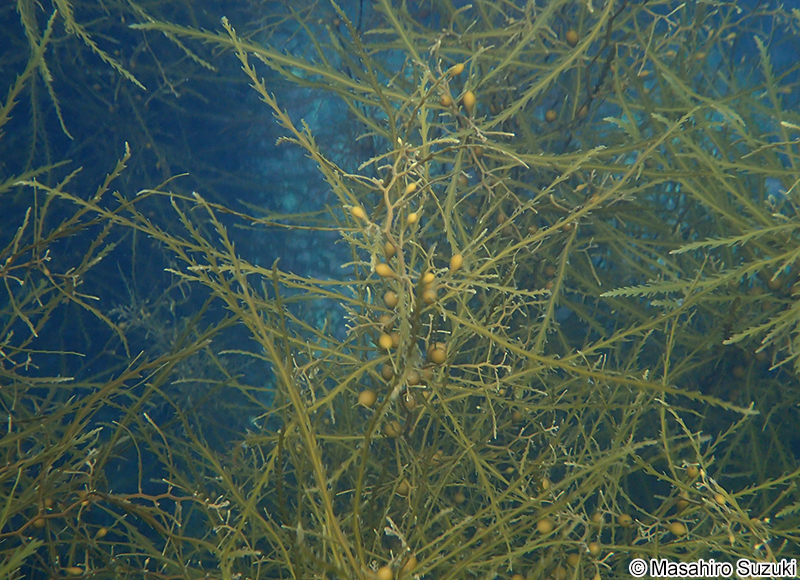 ノコギリモク Sargassum macrocarpum