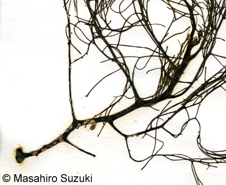 フシイトモク Sargassum microceratium