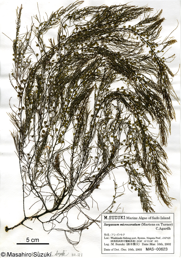 フシイトモク Sargassum microceratium