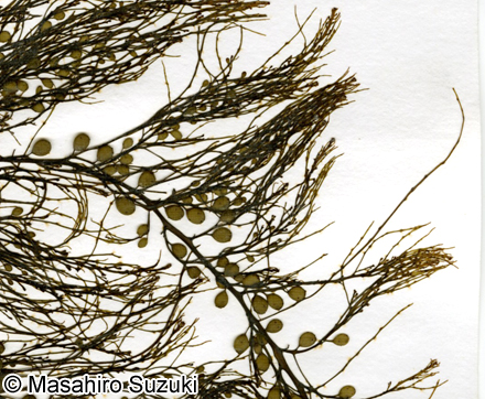 フシイトモク Sargassum microceratium