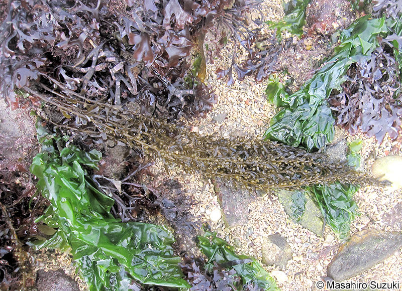 タマハハキモク Sargassum muticum