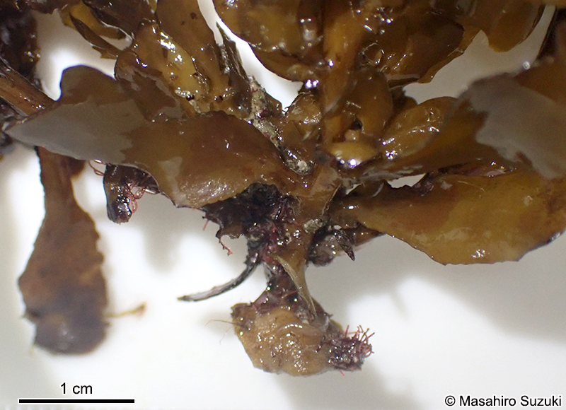 タマハハキモクの付着器