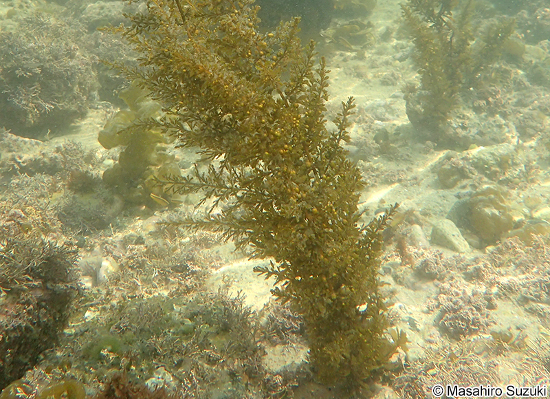タマハハキモク Sargassum muticum