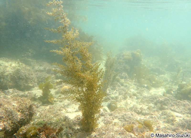 タマハハキモク Sargassum muticum