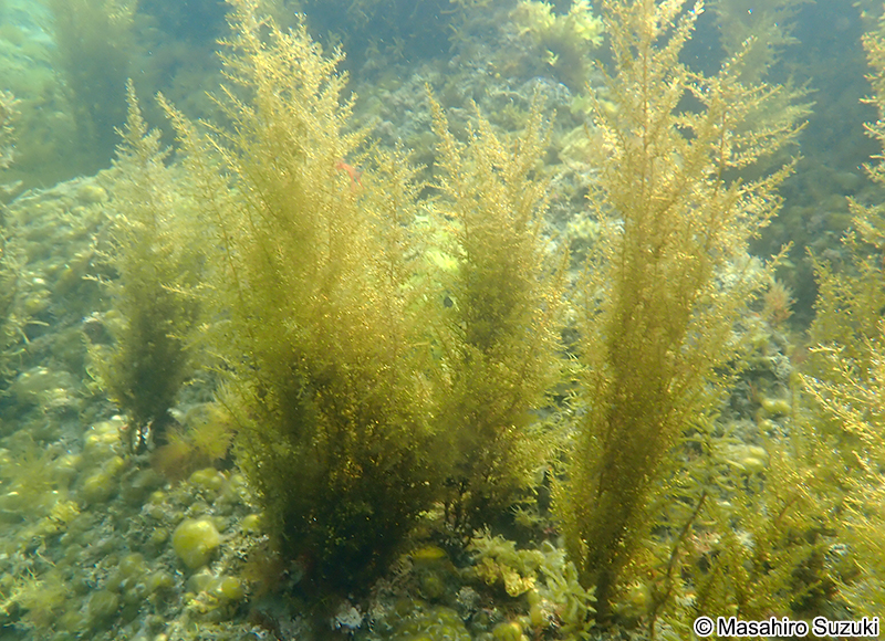 タマハハキモク Sargassum muticum