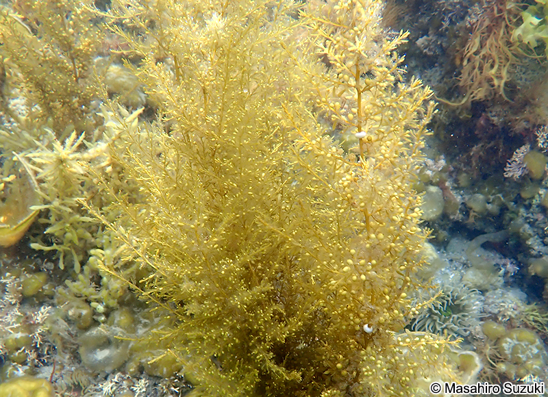 タマハハキモク Sargassum muticum