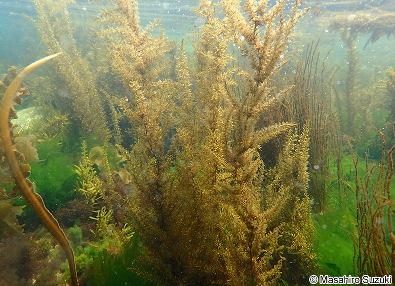 タマハハキモク Sargassum muticum