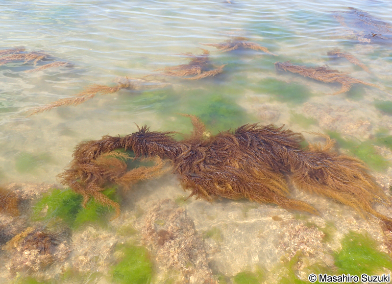 タマハハキモク Sargassum muticum