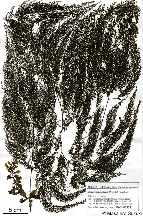 タマハハキモク Sargassum muticum