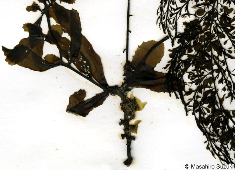 タマハハキモク Sargassum muticum