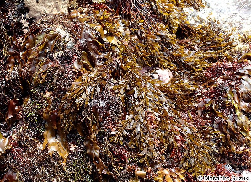 ナラサモ Sargassum nigrifolium