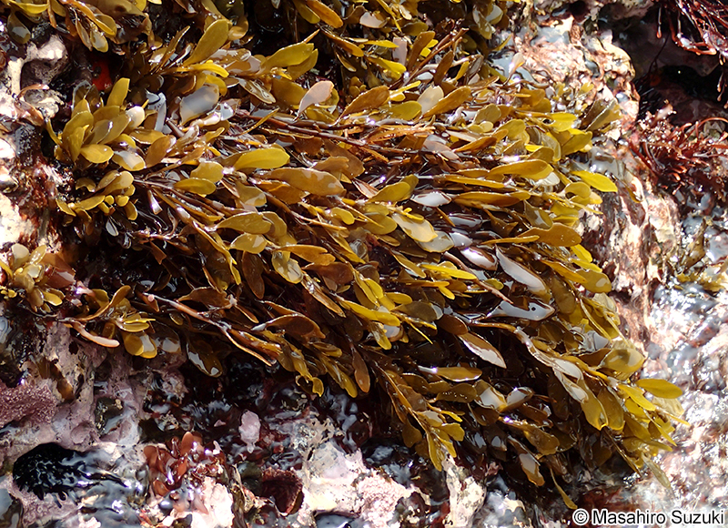 ナラサモ Sargassum nigrifolium