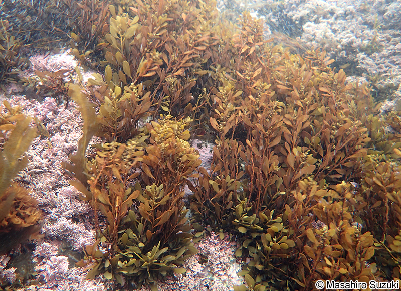 ナラサモ Sargassum nigrifolium
