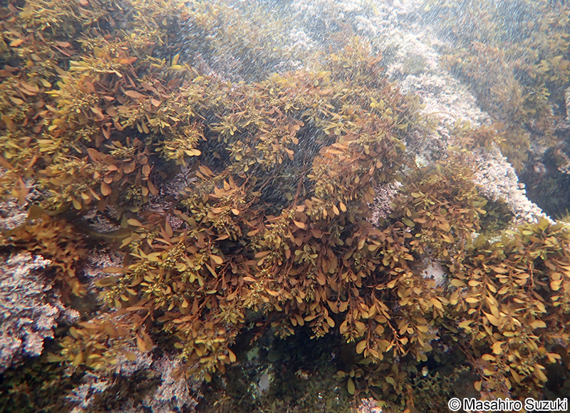 ナラサモ Sargassum nigrifolium